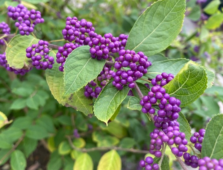 American Beauty Berry